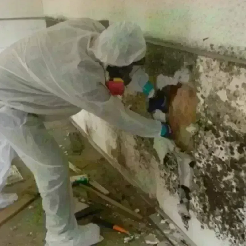 Mold Remediation and Removal in Surprise, AZ